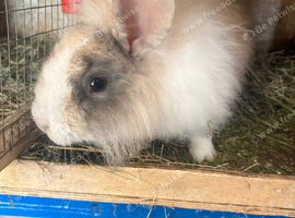 Angora buck/vaccinated