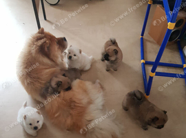 7 beautiful teddy bear chow chow puppies