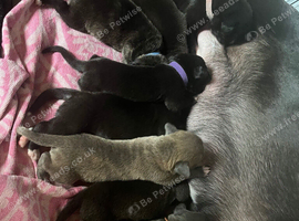 Staffordshire bull terrier x presacanario