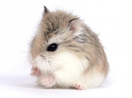Brother Dwarf Hamsters x2