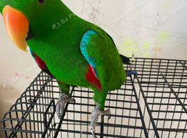 Male Eclectus Glasgow