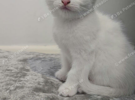 Two Adorable White Kittens Looking for Their Forever Homes! ️
