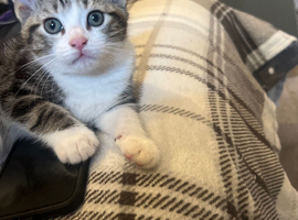 Last kitten left
