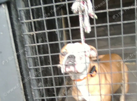olde english bulldog girl