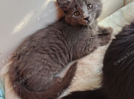 Domestic x ragdoll 2 boys