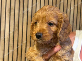 Cockerpoo puppies for sale