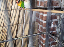 Lovebirds