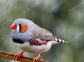 Male zebra finch and his 2 babies which i believe are boys