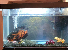 Fish tank and stand