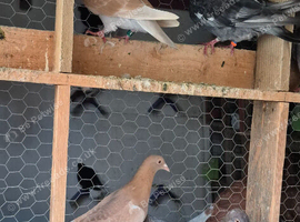 Racing pigeon for sale