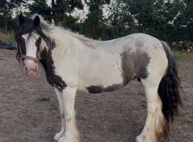 Mary 13.1 6 year old mare