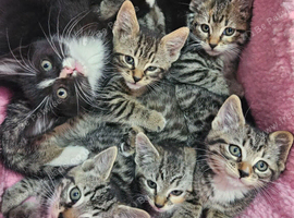 7 kittens