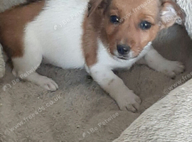 *last little boy* stunning Jack Russell pup