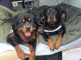 Beautiful litter from Roxy & Tyson