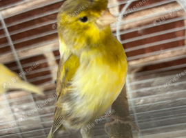 2 canary for new home