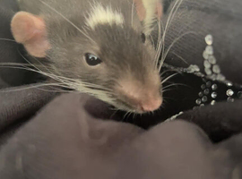 Two male rats with set up