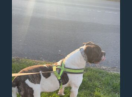 American bulldog female