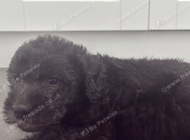 Bedlington terrier puppies