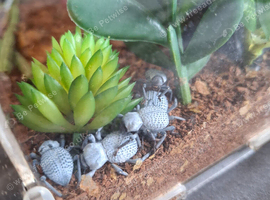 5 blue death Feigning Beetles and tank
