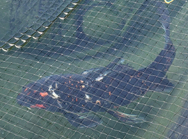 Butterfly koi for sale