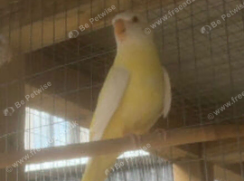 Lutino hen Turk