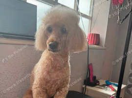 Poodle male