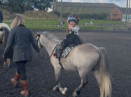 Registered Welsh Section A Gelding