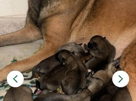 Belgian Malinois x Greyhound Hybrid
