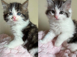 British shorthair x ragdoll