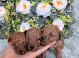 !Toy poodle puppies! HEALTH TESTED PARENTS