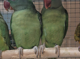 Baby Alexandrine Parrots