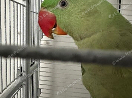 Alexandrian talking bird