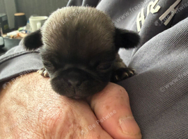 Pug male