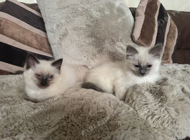 2 beautiful pure Ragdoll kittens