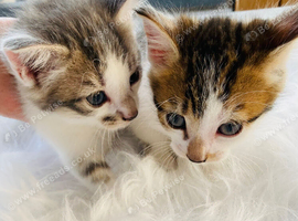 Adorable kittens