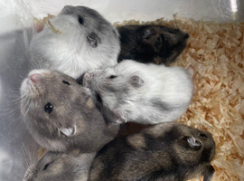 Pure bred Baby Winter White Russian hamsters