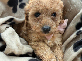 beautiful Golden and white cavapoo puppies