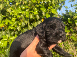 Outstanding cocker spaniel puppies