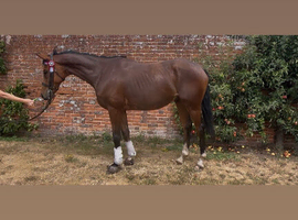 Most beautiful gelding based winterton on sea