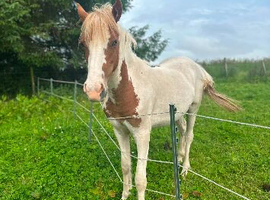 Cob Filly