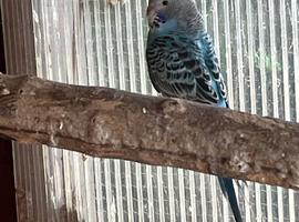 Baby budgies