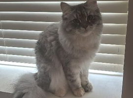 Persian/mainecoon cat