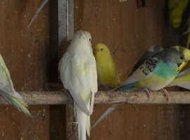 BUDGIES FOR SALE