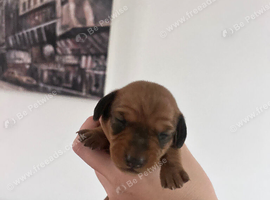 Dachshund puppies