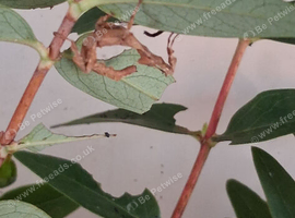 Macleays Spectre stick insect nymphs for sale