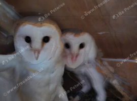 2 barn owls......