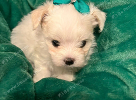 Gorgeous Litter of Maltese Puppies