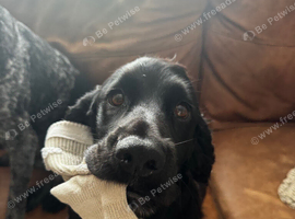 Working cocker spaniel