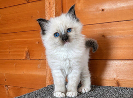 Beautiful ragdolls