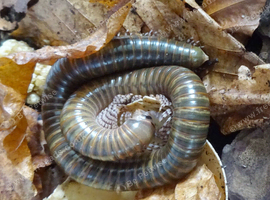 Millipede Natural D&eacute;cor, Treats & Substrate Mystery Box - Ideal Things for Millipedes